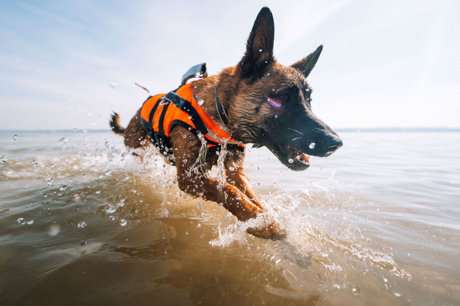 German shepherd hotsell life vest